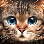 kitty cat live wallpaper android application logo